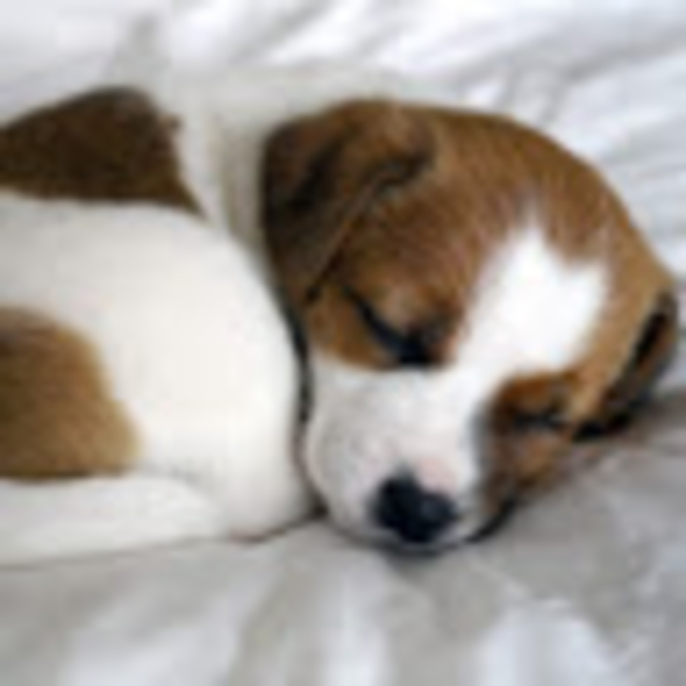 Meet your Posher, Violet